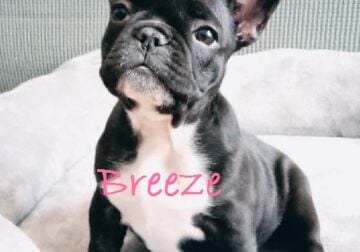 French Bulldog Puppy Breeze