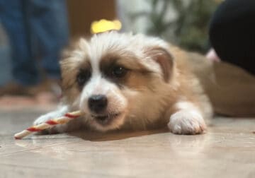 3 Month Old Border Collie Puppy