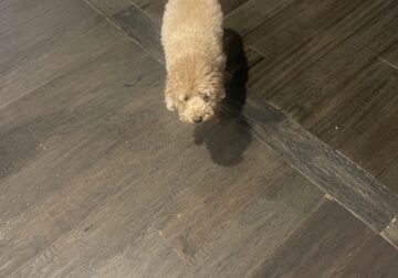 Selling my 2 year old toy poodle