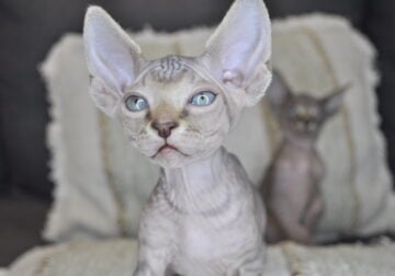 Male and Female Sphynx