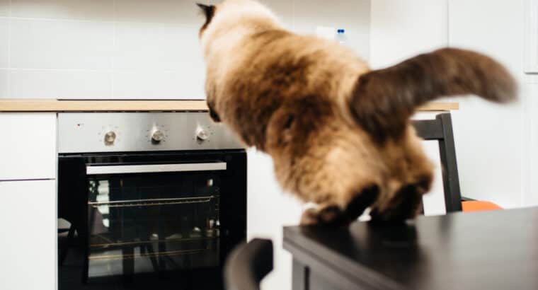 Tips to Discourage Your Cat from Jumping on Counters