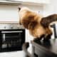 Tips to Discourage Your Cat from Jumping on Counters