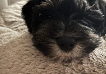 9 Week Mini Schnauzer Puppy for Sale