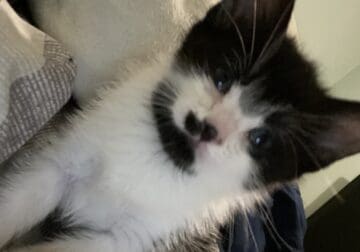 Tuxedo kitten