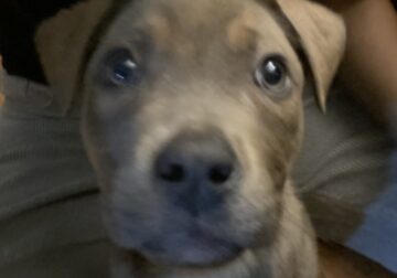 German Shepherd & Pit Bull Mix Puppy For Sale