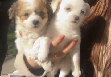 Puppys for sale 2 month old small and cute