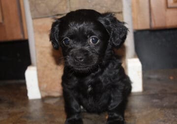 Shihpoo Puppy All Black Male