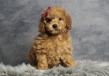 Flossie AKC/UABR Mini Poodle