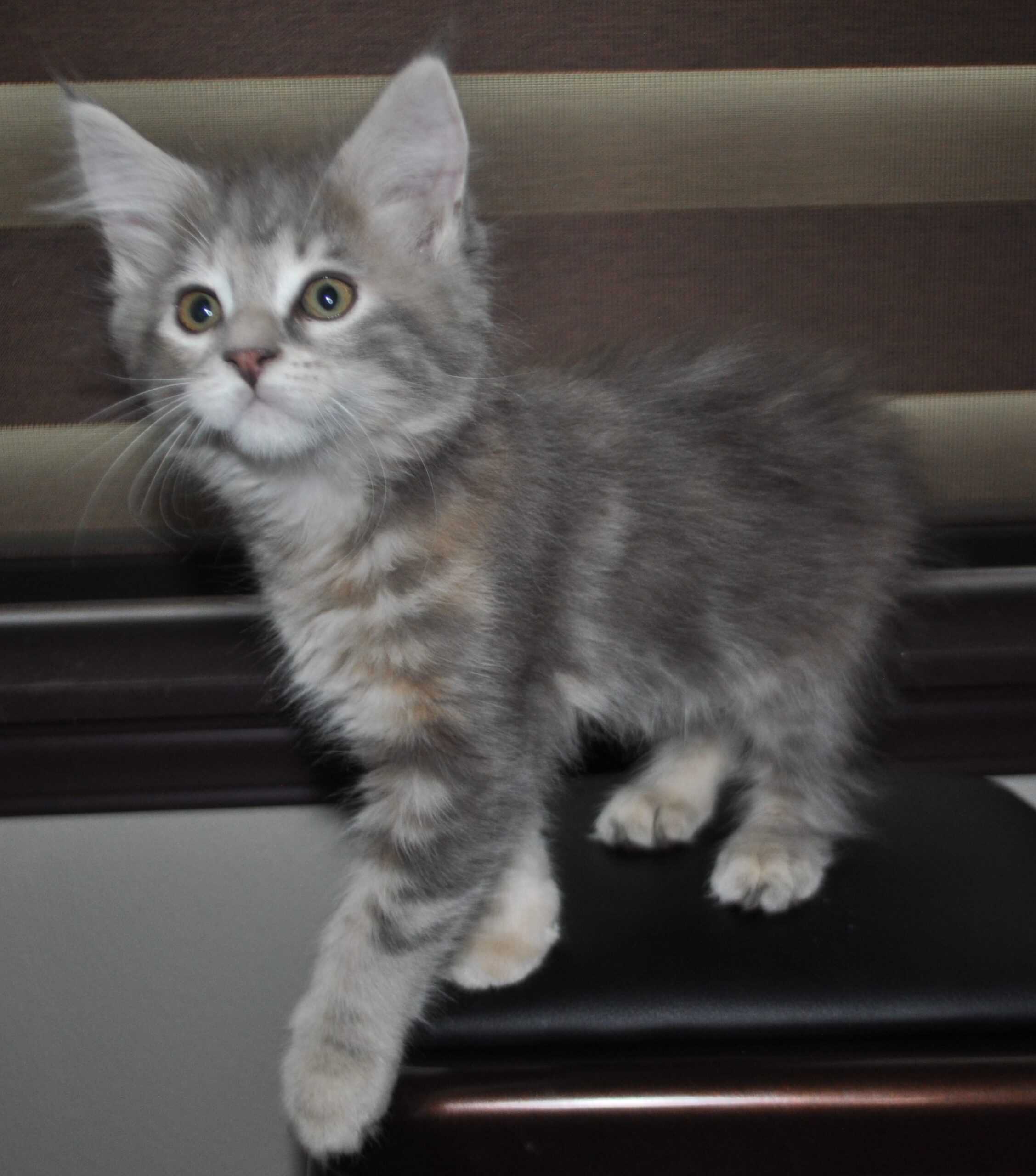 Maine Coon Kittens - Purebred Male and Female | PetClassifieds.com