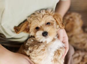 Adorable Maltipoo Puppy - A Perfect Example of Designer Dog Breeds