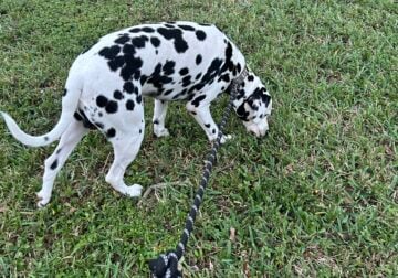 10 month old Dalmation needs a loving home