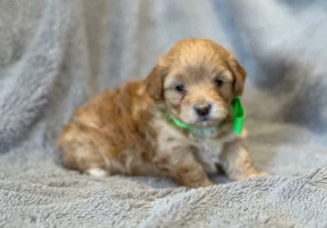 Maltipoo looking for their Forever Home (Nugget)