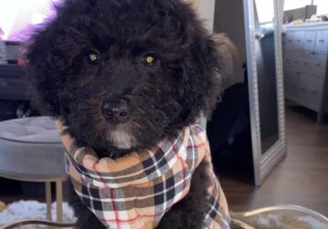 Bichon and poodle mix