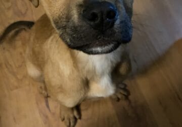 German Shepherd, Pit Bull Mix Puppy For Sale