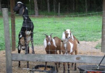 Nubian goats reg & grade for sale