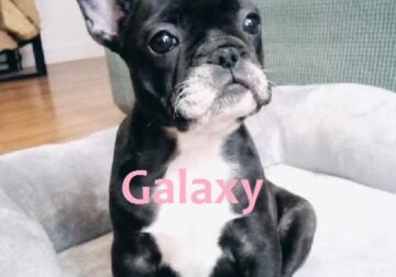 French Bulldog Puppy Galaxy