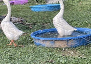 FOR SALE: Two White Chinese Geese