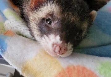 Female ferret to a good home 200.00