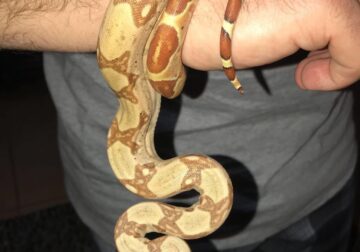 Hypo Colombian Red Tail Boa with full setup