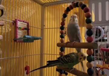 2 Bonded Parakeets, Males with Cage
