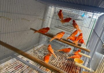Orange Canaries