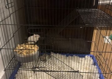 Two gerbils, a cage and accessories