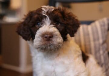 Portuguese Water Dog puppies, adorable, won’t shed