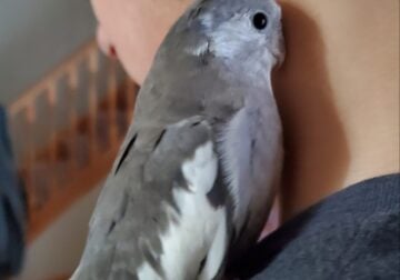 Cockatiel (2 males, 1 female) available for sale