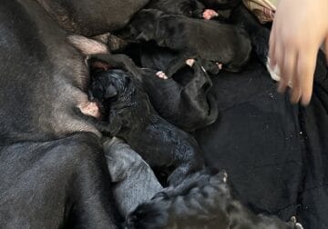 Great Dane Puppies pure breed