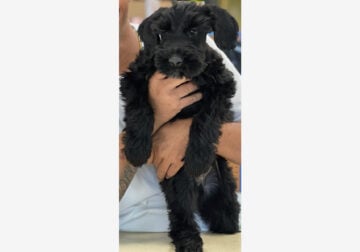 Rehoming Giant Schnauzer pup