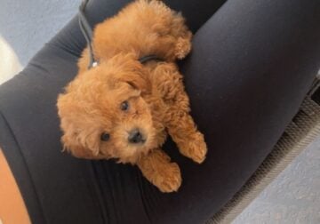 Beautiful toy poodle