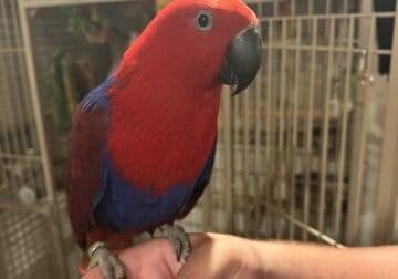 Eclectus male and female pair