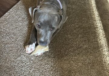 Free Female Pit to good home