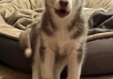 3 month old husky for adoption