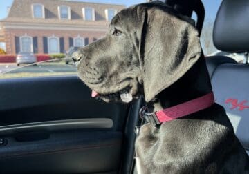 AKC Great Dane Girl Looking For A Couch