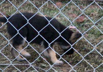 German shepherd puppies for sale $300