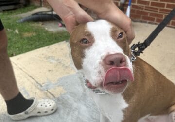 Female Pitt Looking for new home