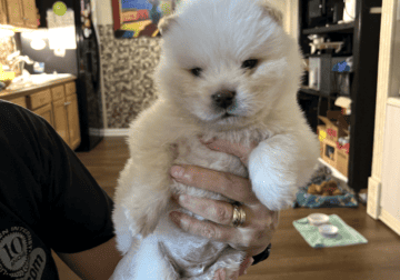 Impressive Chow Chow whit color babies