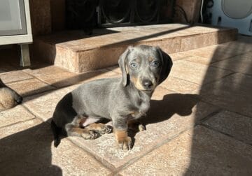 Miniature dachshund female blue & tan