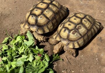 Sulcata tortoises for sales. I have two tortoises