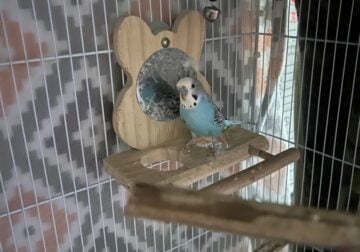 Free bird with cage toys food