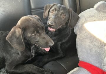2 black lab heeler puppies