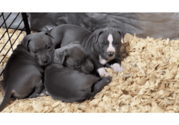 6 week blue American bully puppies