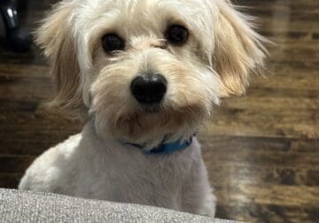 Cavapoo looking for loving home