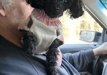 Looking for a toy poodle