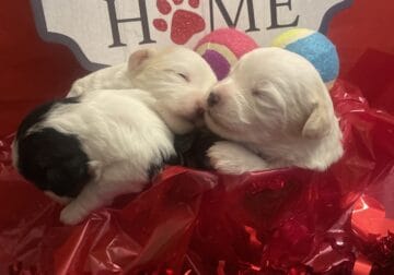 5 ADORABLE MORKIE POO PUPPIES