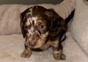 Purebred miniature dachshund dapple puppy