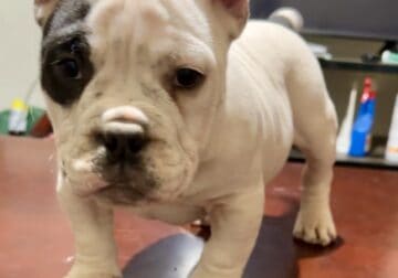 (Micro) American Bully reduced $$$