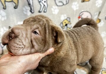 SHARPEI PUPS FOR SALE!!!