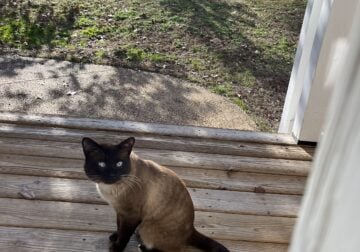 Siamese cat in need of home
